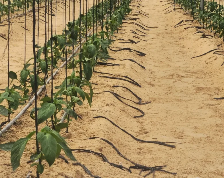 Drip Irrigation — Agri Royal