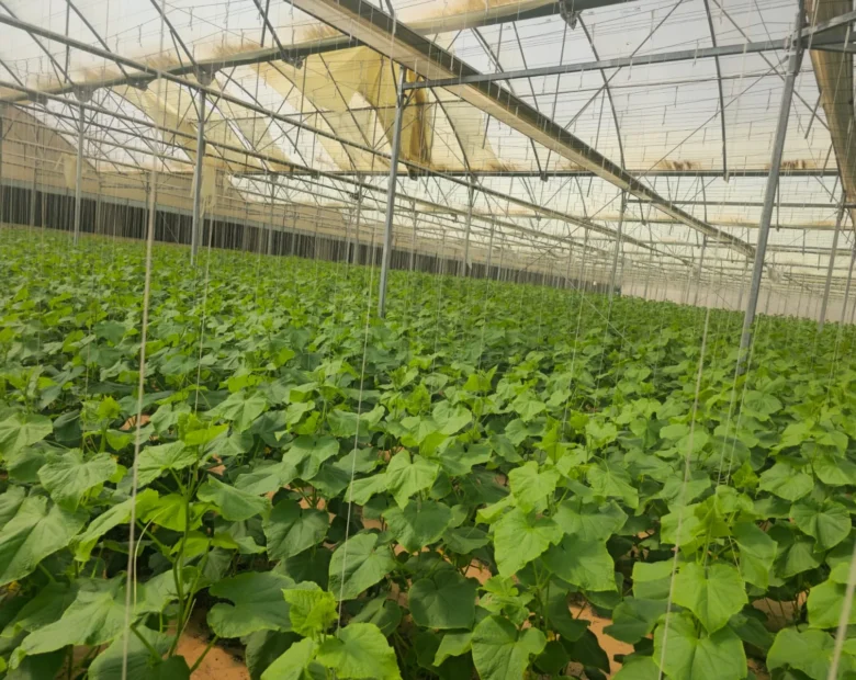 Greenhouse Cultivation — Agri Royal