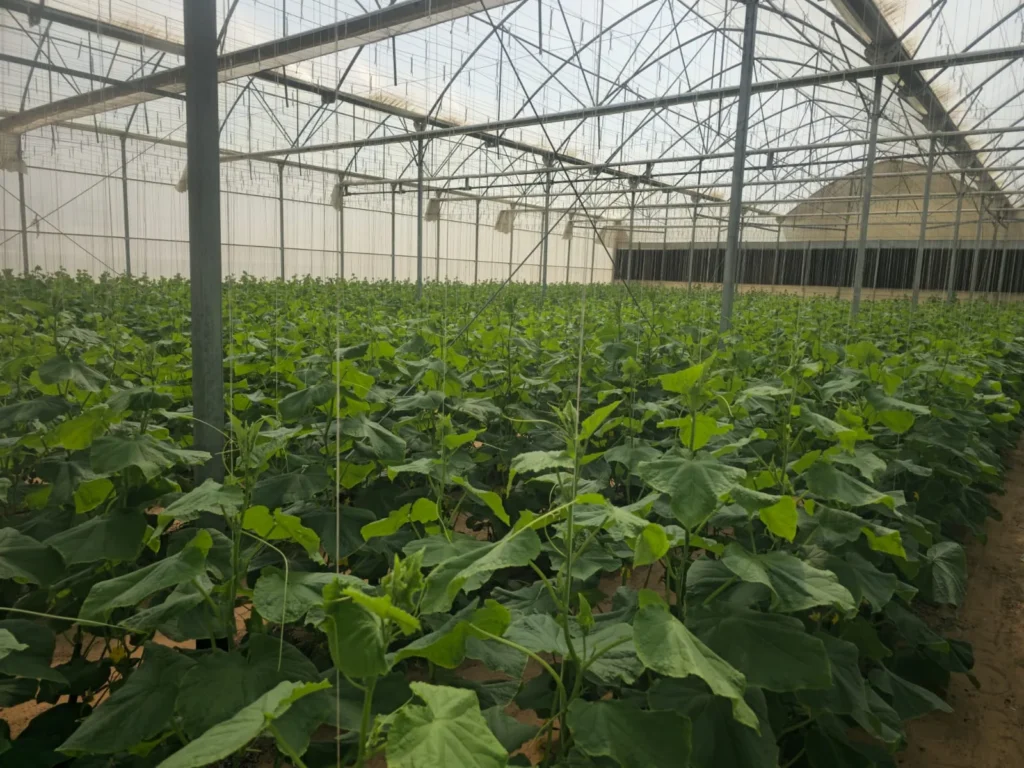 Plants inside a greenhouse