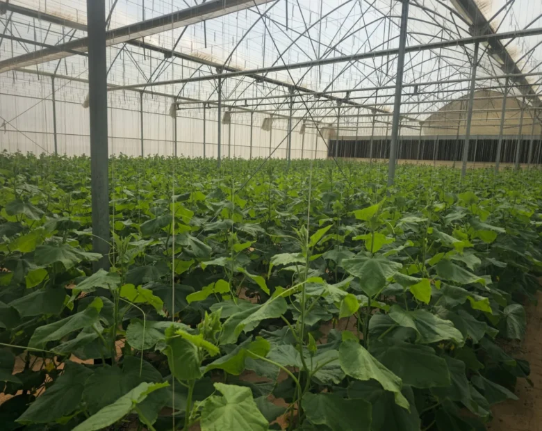 Greenhouse Growing — Agri Royal