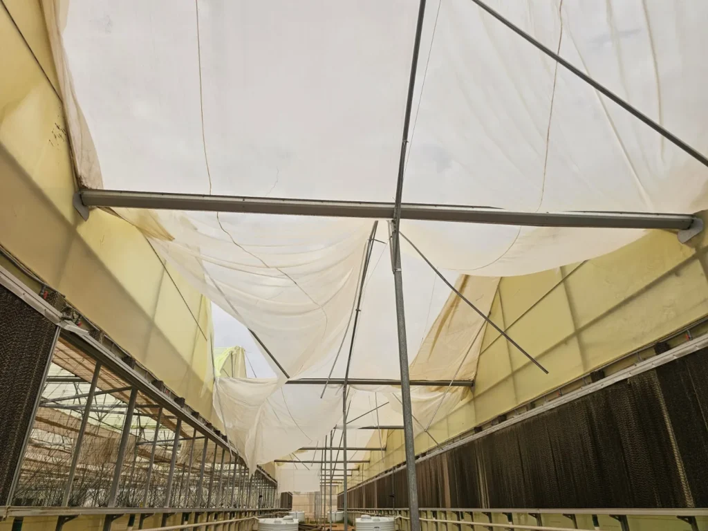 Inside an Agri Royal greenhouse