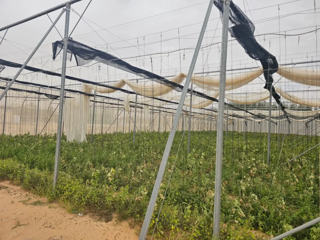 Irrigation inside a greenhouse