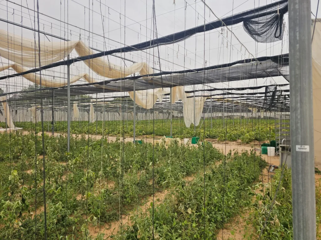 Crops growing inside a net house